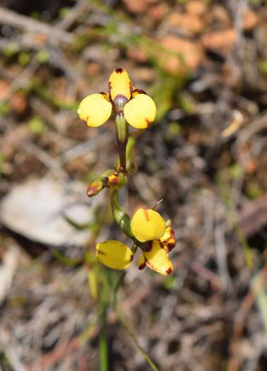 Diuris-bee-orchid-002 (2).JPG